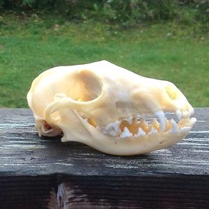 Real Fox Skull Gothic Macabre Oddity Decor